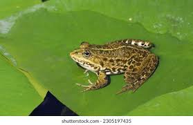 Attēlu rezultāti vaicājumam “Pelophylax juvenile”