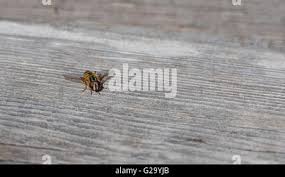 Attēlu rezultāti vaicājumam “Helophilus sp.”