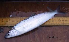 Image result for Coregonus oxyrinchus