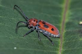 Attēlu rezultāti vaicājumam “Coleoptera”