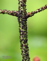 Attēlu rezultāti vaicājumam “Euonymus verrucosus”