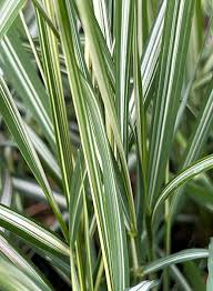 Attēlu rezultāti vaicājumam “Calamagrostis arundinacea leaf”