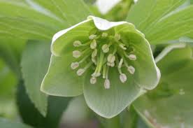 Image result for Nieswurz