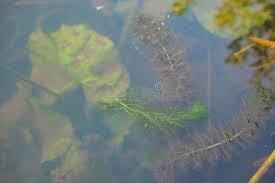Attēlu rezultāti vaicājumam “Myriophyllum spicatum”
