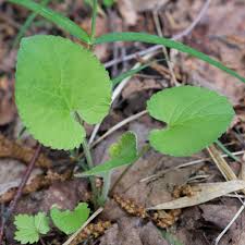 Attēlu rezultāti vaicājumam “Viola collina leaf”