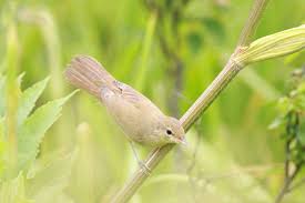 Image result for Acrocephalus aedon