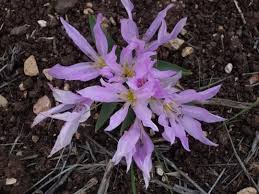 Attēlu rezultāti vaicājumam “Colchicum szovitsii subsp. szovitsii flower”