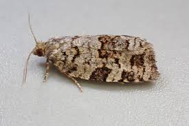 Attēlu rezultāti vaicājumam “Dichelia histrionana”