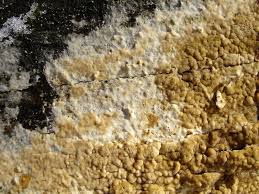 Attēlu rezultāti vaicājumam “Coniophora puteana”