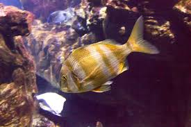Image result for Diplodus cervinus