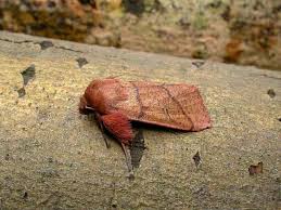 Attēlu rezultāti vaicājumam “Mythimna turca”