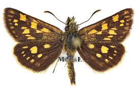 Attēlu rezultāti vaicājumam “Carterocephalus palaemon”