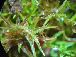 Attēlu rezultāti vaicājumam “Weissia squarrosa”