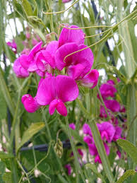 Attēlu rezultāti vaicājumam “Lathyrus sylvestris flower”
