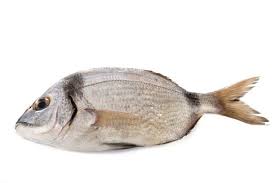 Image result for Diplodus