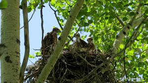 Attēlu rezultāti vaicājumam “Accipiter gentilis nest”