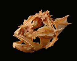 Image result for Scorpaena scrofa