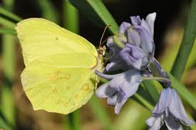 Attēlu rezultāti vaicājumam “Gonepteryx rhamni upperside”