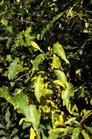 Attēlu rezultāti vaicājumam “Melampsora epitea”