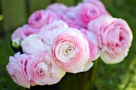 Attēlu rezultāti vaicājumam “Ranunculus mendax flower”