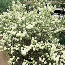Attēlu rezultāti vaicājumam “Fothergilla major”