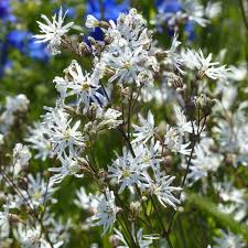Image result for Lychnis flos-cuculi