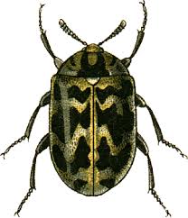 Attēlu rezultāti vaicājumam “Anthrenus museorum”