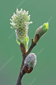 Attēlu rezultāti vaicājumam “Salix caprea bud”