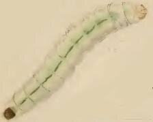 Attēlu rezultāti vaicājumam “Gracillaria syringella imago”