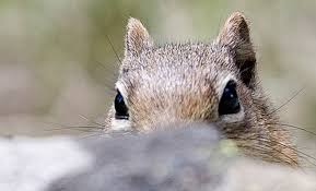 Картинки по запросу белку зажевало в диск