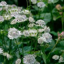 Attēlu rezultāti vaicājumam “Astrantia major leaf”