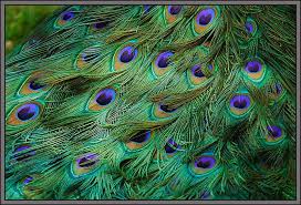 Peacock feathers