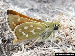 Attēlu rezultāti vaicājumam “Hesperia comma male”