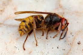 Attēlu rezultāti vaicājumam “Vespa crabro”