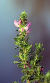 Attēlu rezultāti vaicājumam “Ononis arvensis leaf”