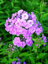 Attēlu rezultāti vaicājumam “Phlox paniculata”