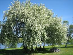 Attēlu rezultāti vaicājumam “Prunus (bird-cherry tree)”