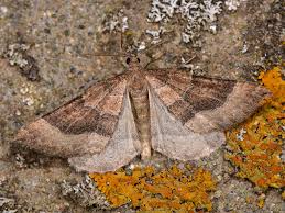 Attēlu rezultāti vaicājumam “Larentia clavaria”