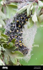 Attēlu rezultāti vaicājumam “Saturnia pavonia cocoon”