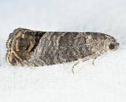 Attēlu rezultāti vaicājumam “Cydia pomonella”