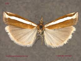 Attēlu rezultāti vaicājumam “Crambus hamella”