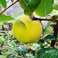 Attēlu rezultāti vaicājumam “Cydonia oblonga fruit”