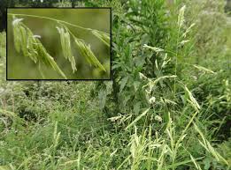 Attēlu rezultāti vaicājumam “Leersia oryzoides”