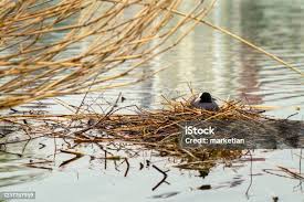 Attēlu rezultāti vaicājumam “Fulica atra nest”