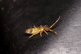 Attēlu rezultāti vaicājumam “Orchesella flavescens”