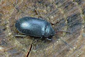 Attēlu rezultāti vaicājumam “Prionychus ater”