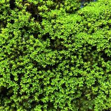 Attēlu rezultāti vaicājumam “Bryum schleicheri”