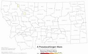 Attēlu rezultāti vaicājumam “Pseudocalliergon turgescens”