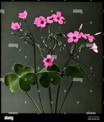 Attēlu rezultāti vaicājumam “Oxalidaceae”