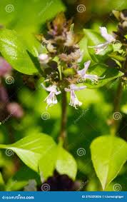Attēlu rezultāti vaicājumam “Ocimum basilicum flower”